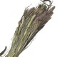 Bund -Setaria- Trockenblumen 80cm natur
