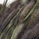 Bund -Setaria- Trockenblumen 80cm natur