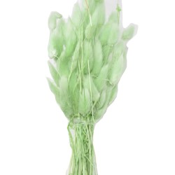Bund -Lagurus- Trockenblumen 65cm misty-grün