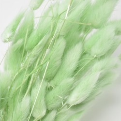 Bund -Lagurus- Trockenblumen 65cm misty-grün