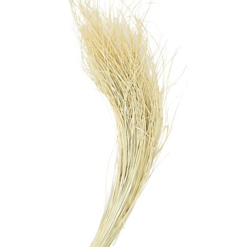 Bund -Curly Gras- Trockenblumen 60cm bleached