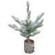 Tannenbaum -Spruce- Topf 46cm grün-weiss