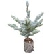 Tannenbaum Spruce Topf 37cm grün-weiss