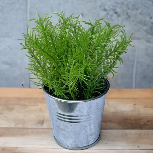 Kunstpflanze -Sukkulente Metalleimer- 14x8cm grün