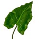 Kunstblume -Pfeilus Blatt- Stiel 80cm grün