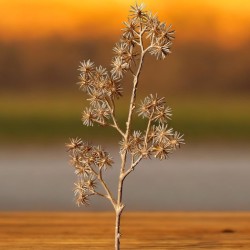 Distel Kunstblume 52cm gold