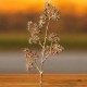 Distel Kunstblume 52cm gold