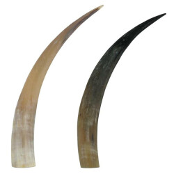 Kuhhorn 50cm Natur