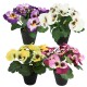 Kunstpflanze Veilchen 4ass 21cm bunt