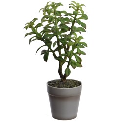 Kunstpflanze -Sukkulente- 31cm grün