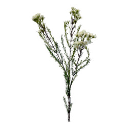 Chamelaucium Kunstblume Zweig 79cm weiss